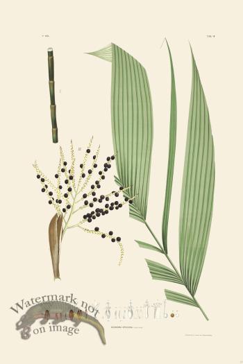 Rodrigues Palm Front 010